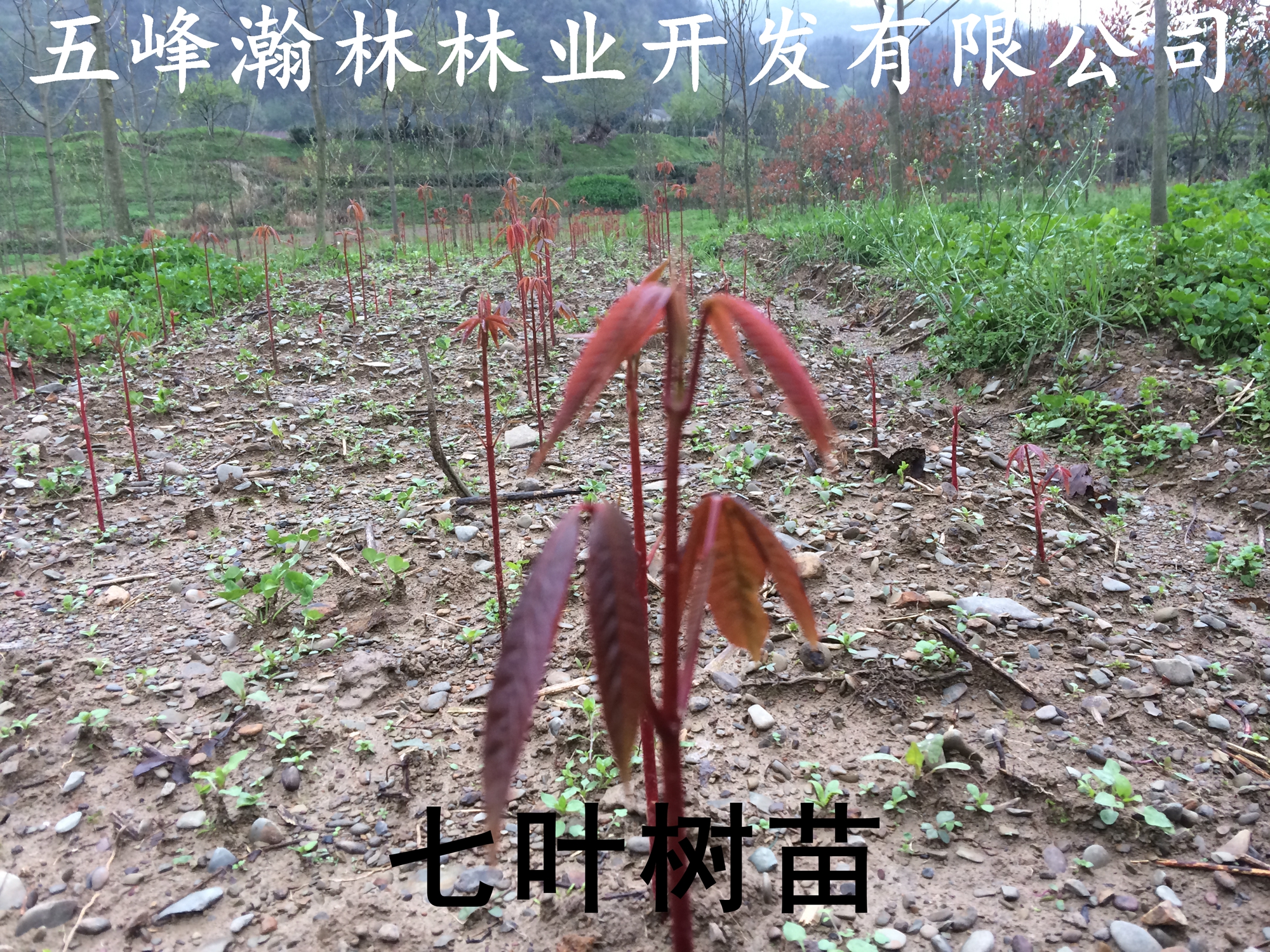 宜昌市七叶树种子多少钱一斤厂家供应七叶树种子多少钱一斤