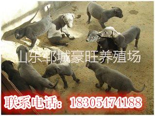 供应用于养殖的湖南衡阳今年最火爆项目肉狗养殖