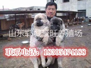 供应用于贸易的广东惠州赚钱养殖肉狗
