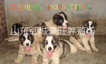 供应用于赚钱的辽宁丹东今年最火爆项目肉狗养殖