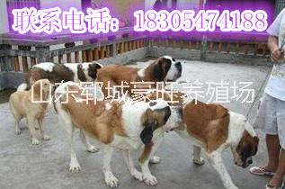 供应用于赚钱的湖南湘潭今年最火爆项目肉狗养殖