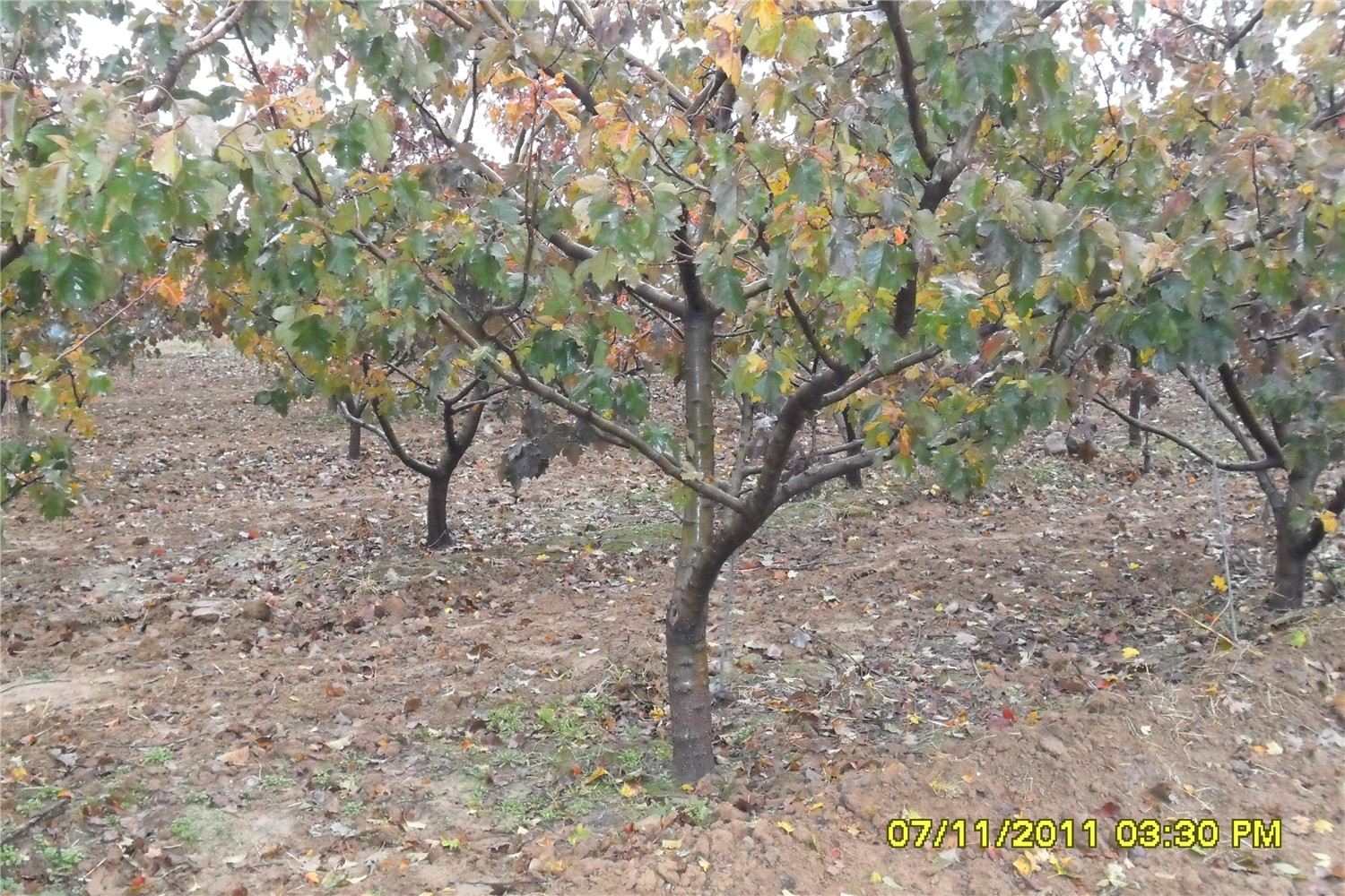 两年生白皮松小苗/山西林业科协苗圃基地