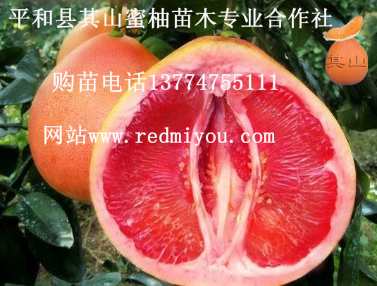 漳州市三红蜜柚苗厂家供应三红蜜柚苗