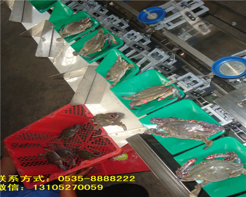 供应 全自动螃蟹海产品重量分大小图片