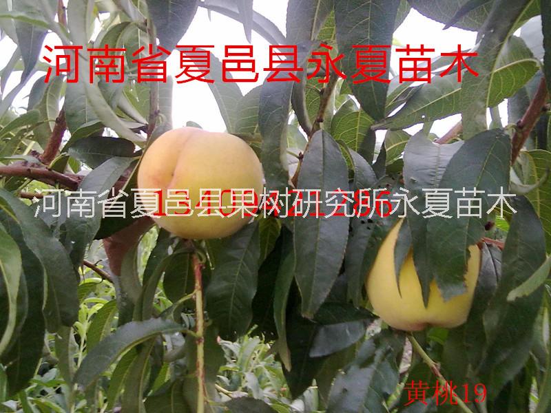 供应用于果树种植的黄桃19桃苗图片
