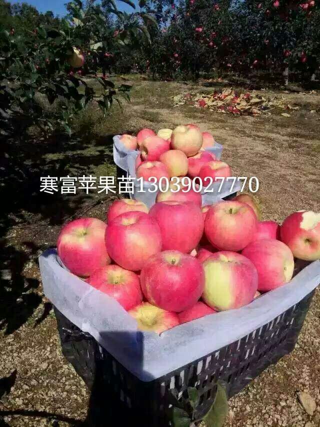 供应吉林出售寒富苹果苗，辽宁GM256两刀寒富果树苗价格，内蒙寒富苹果苗效益高图片