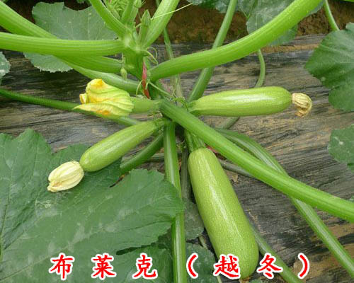 供应用于西葫芦种子的布莱克（越冬）--耐低温西葫芦种子