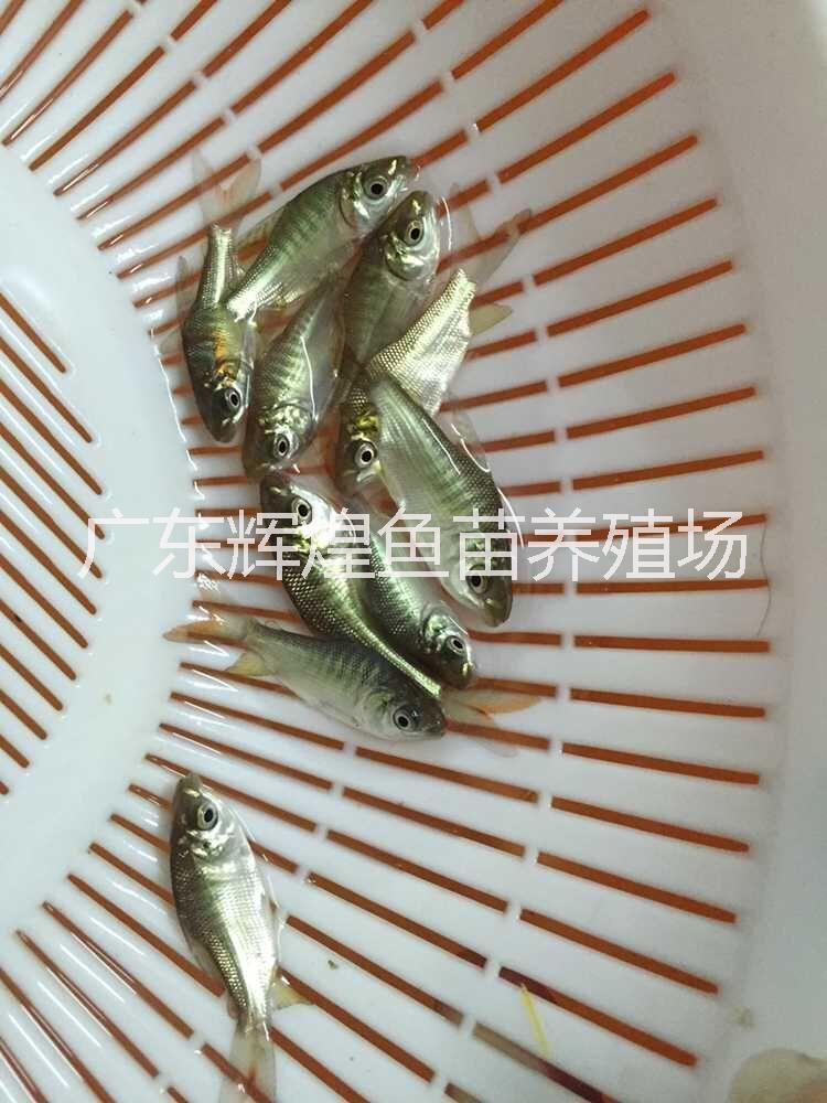 辉煌鱼苗供应优质巴西鲷批发