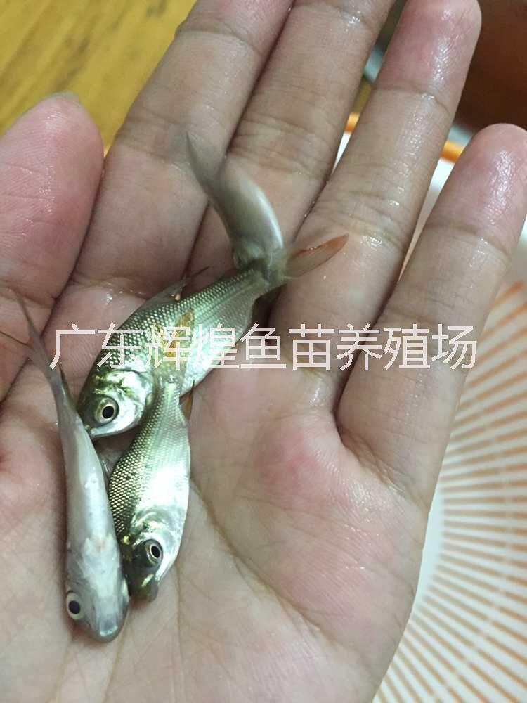 广东辉煌鱼苗供应优质巴西鲷广东上海巴西鲷供应基地，山东北京巴西鲷销售价格，海南湖南巴西鲷养殖技术