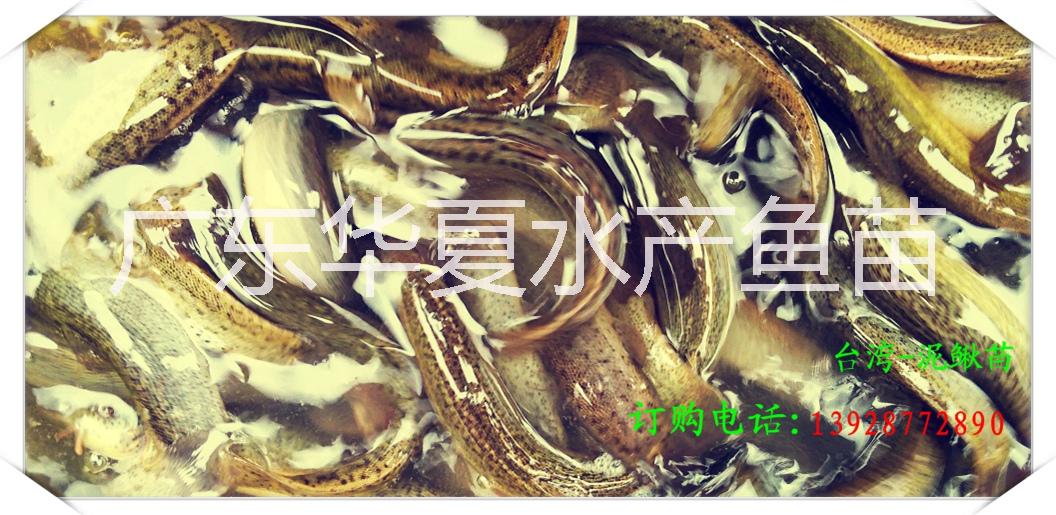 供应用于的台湾泥鳅鱼苗，新一代台湾泥鳅，台湾泥鳅价格