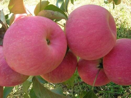 山东富士苹果苗供应山东富士苹果苗，苹果苗价钱，苹果苗批发价格