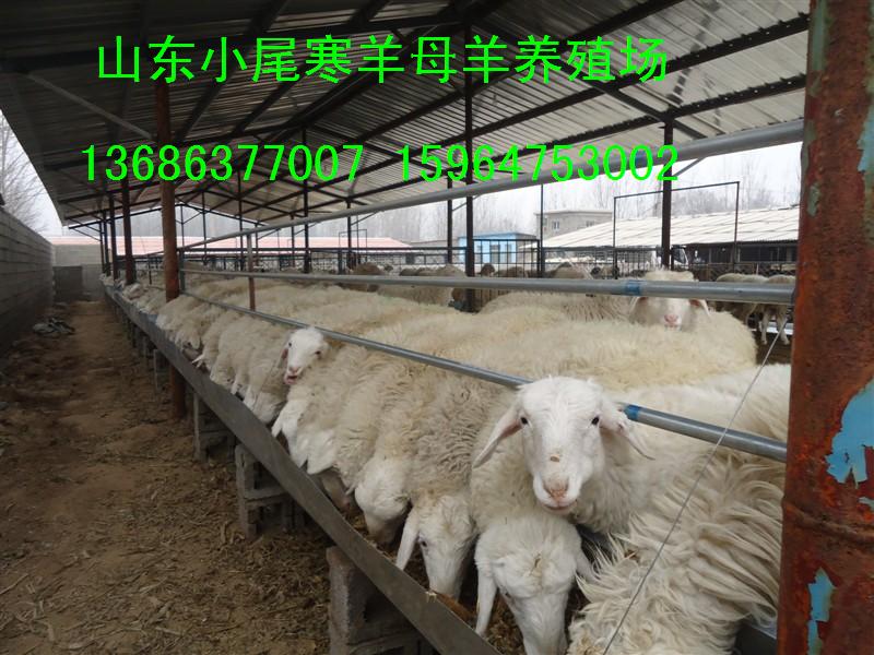 供应纯种多胎小尾寒羊品种养殖场小尾寒羊基础母羊价格图片