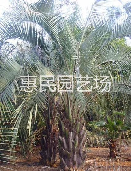 供应用于绿化的布迪椰子，福建布迪椰子种植基地，布迪椰子价格，咨询。图片