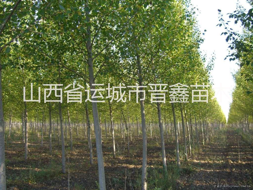 毛白杨，北方绿化柿树，8个国槐批发