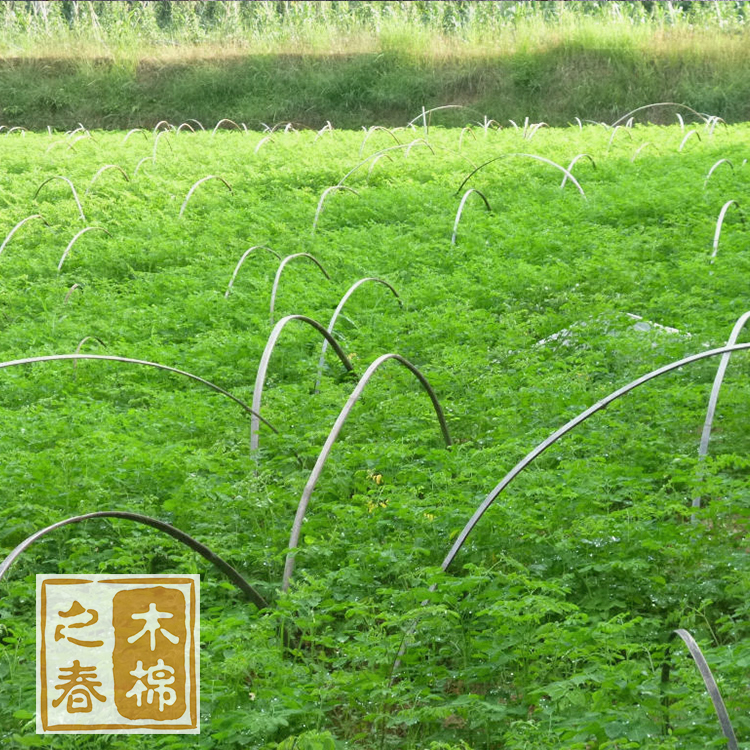 印度进口优质辣木种苗/药材种植与批发/辣木种苗批发/优质种苗，包存活/