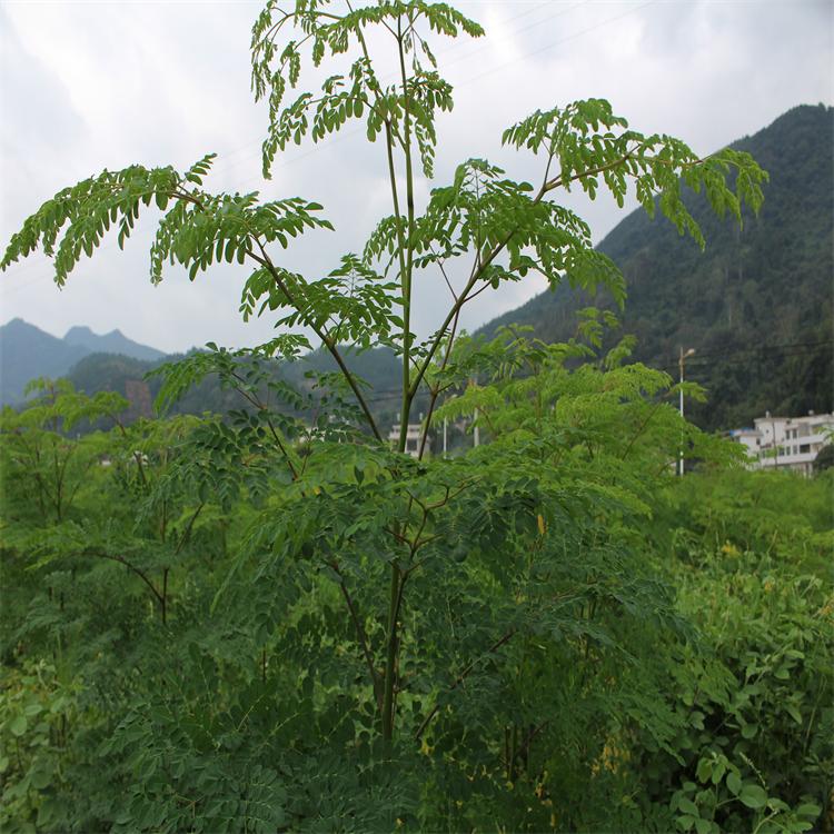 印度进口优质辣木种苗/药材种植与批发/辣木种苗批发/优质种苗，包存活/