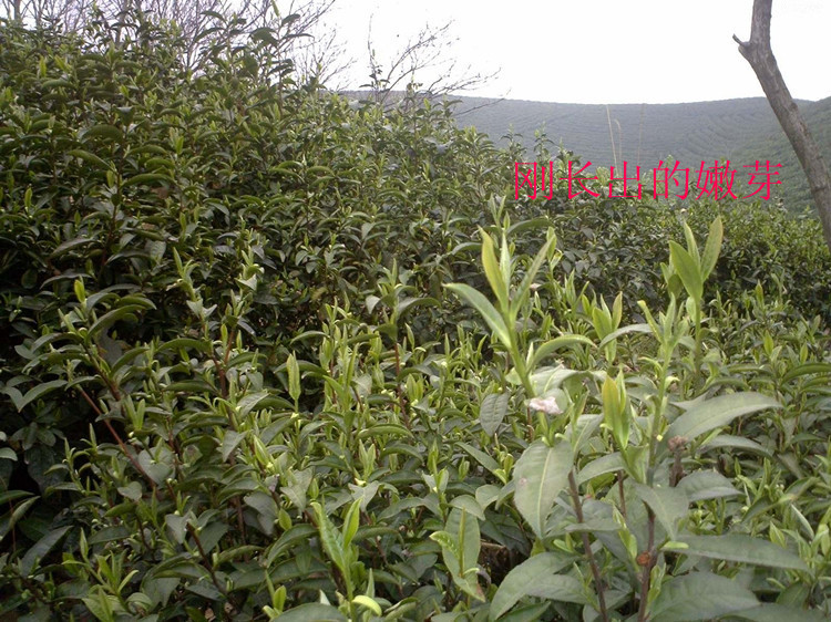 供应信阳毛尖明前茶 春茶 茶农直销