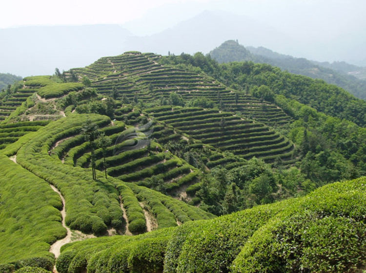 供应信阳毛尖明前茶 春茶 茶农直销