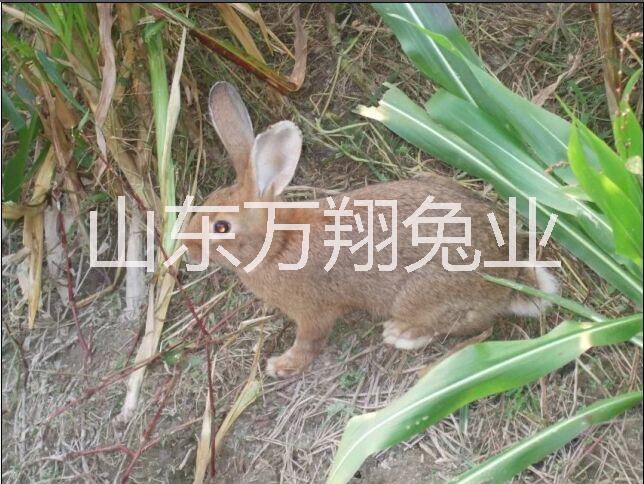 野兔种兔养殖\野兔种兔图片野兔种兔的价格\