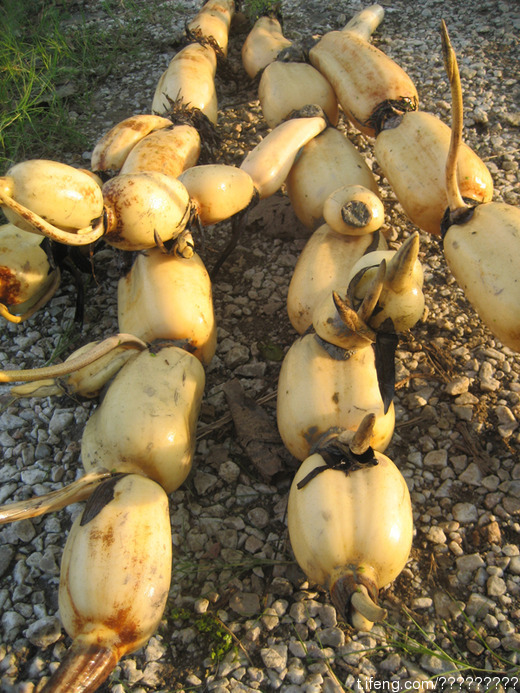 供应用于蔬菜，种苗的安徽藕藕种图片