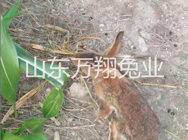 供应甘肃杂交野兔养殖场 甘肃杂交野兔现在的价格 杂交野兔养殖前景
