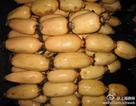 安徽藕  藕种供应用于蔬菜，种苗的安徽藕  藕种