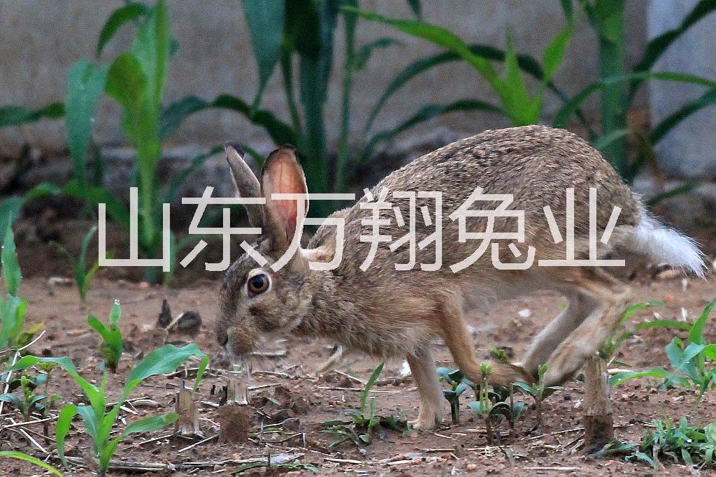 济宁市野兔种兔养殖厂家