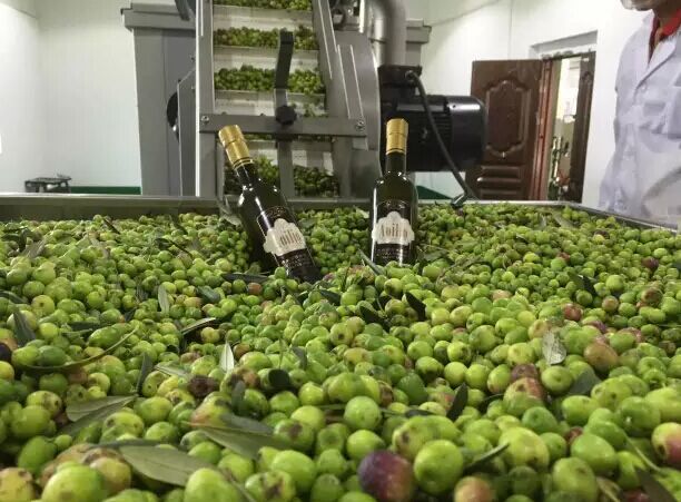 供应用于食用的澳丽欧橄榄油批发特级初榨正品保障