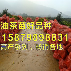 嫁接油茶苗,油茶苗,中国高产油茶之乡,赠送种植技术资料图片