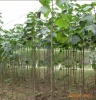 供应米径2-8cm高度2-6m优质泡桐树苗