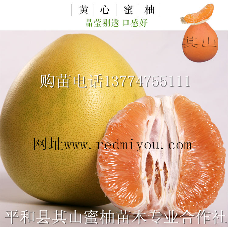 漳州市黄金蜜柚苗厂家