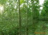 供应米径2-8cm高度2-6m优质泡桐树苗