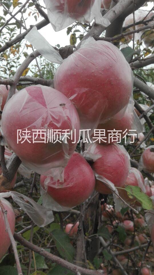 大荔县膜袋红富士苹果价格批发