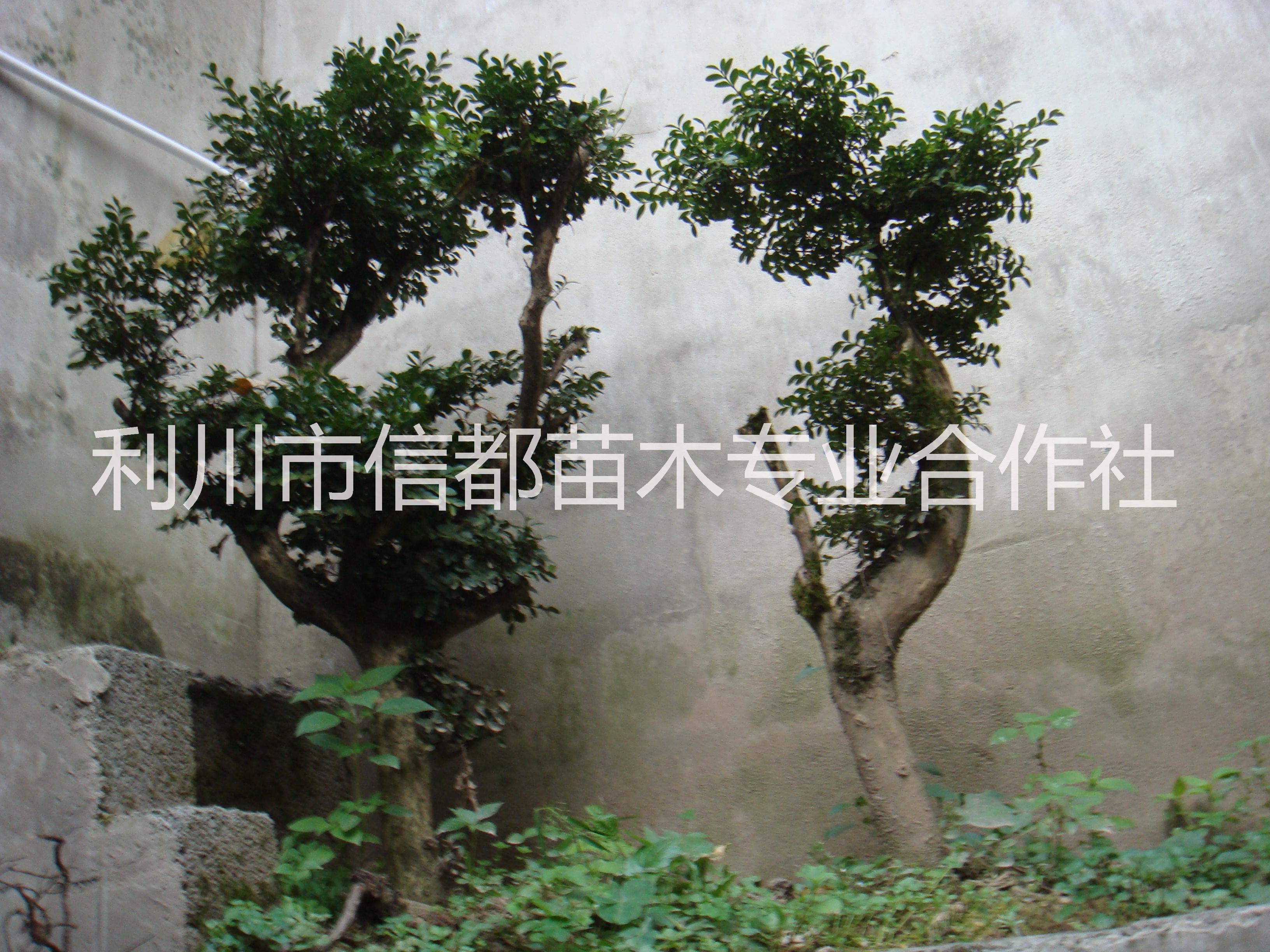 供应用于做盆景|高端绿化的小叶黄杨树/黄杨树桩/瓜子黄杨盆景