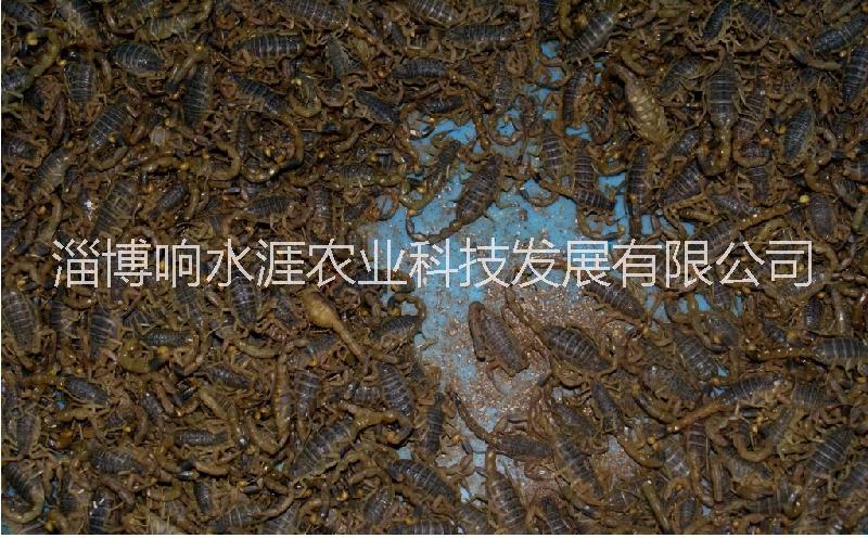 淄博市土元，蜈蚣，蝎子，土鸡，山鸡厂家供应土元，蜈蚣，蝎子，土鸡，山鸡
