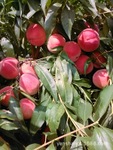 供应用于栽植的桃树苗价格