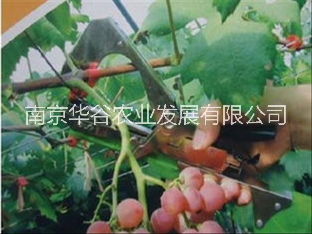 南京市西红柿绑秧机厂家