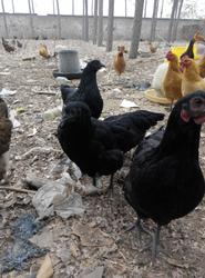 黑龙江绿壳蛋鸡养殖场常年供应批发销售报价热线