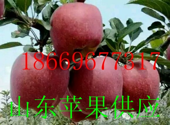 供应2015生鲜水果 >红富士 苹