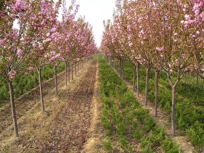 供应樱花树,上海樱花树种植基地，樱花树价格