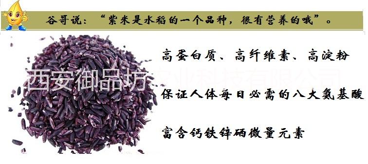 汉中市洋县紫糯米厂家洋县紫糯米批发，补血米、长寿米
