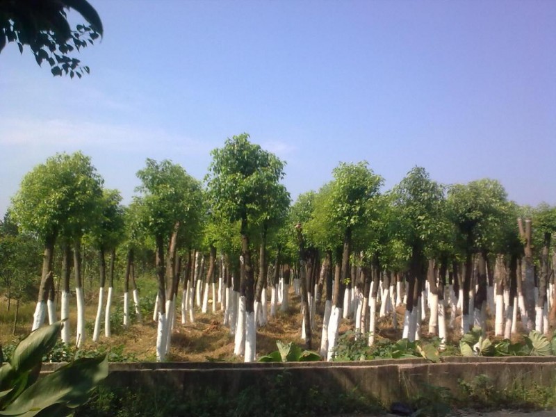 供应榉树，上海榉树种植基地，榉树价格，