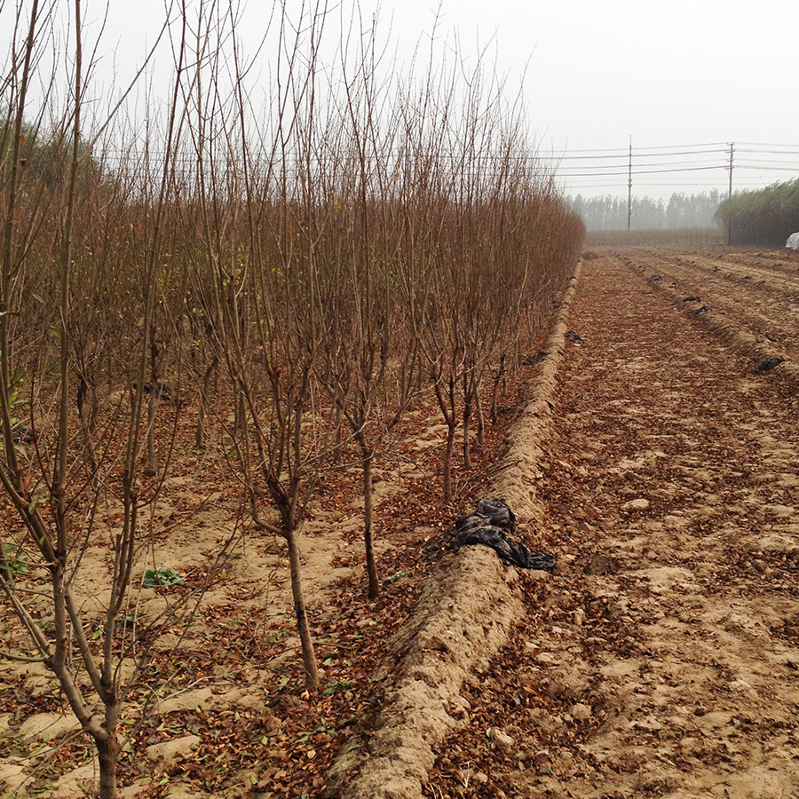 供应庭院种植石榴树哪里有卖？山东泰安石榴树种植基地图片