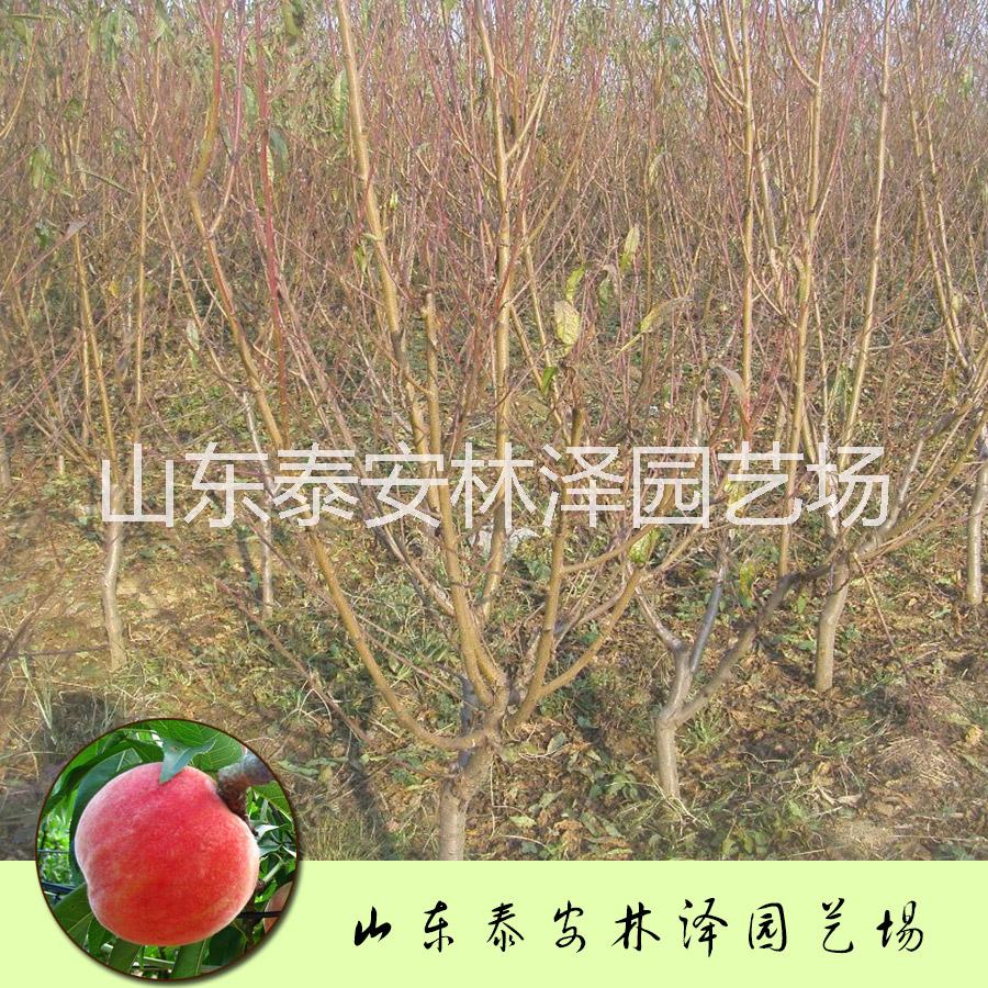 厂家直销新品种突围桃树苗品种纯正价格便宜质量保证