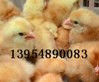 河北九斤红公鸡苗价钱孵化厂提供养殖技术报价电话