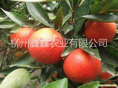 柳城黄金柑果苗价格图片