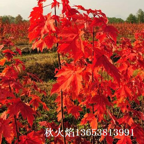 供应用于绿化的美国红枫秋火焰图片
