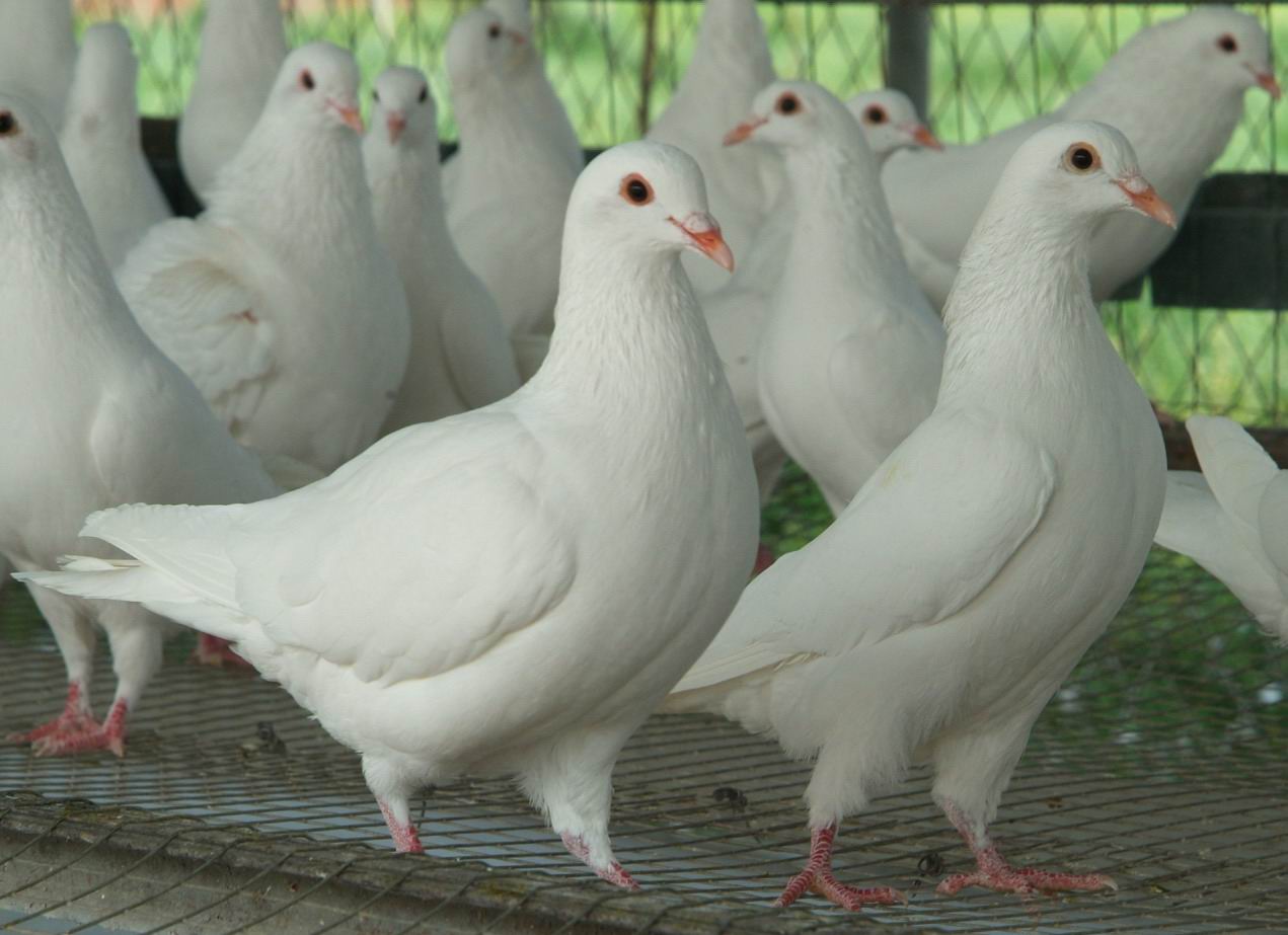白羽王种鸽一对多少钱有多重供应用于种用的白羽王种鸽一对多少钱有多重