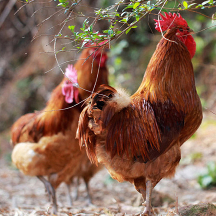 吉安市正宗农家散养土鸡走地鸡土童子公鸡厂家供应用于食用的正宗农家散养土鸡走地鸡土童子公鸡各种土味