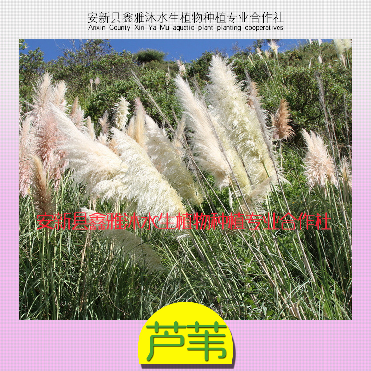 供应用于公园种植芦苇的芦苇种苗价格 芦苇苗批发直销